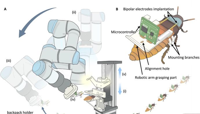 遠隔操作できる「サイボーグ昆虫」を大量生産する技術が開発…シンガポール！