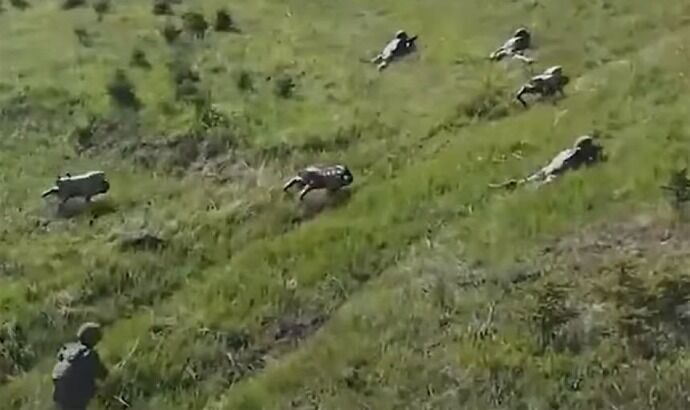 中国軍が群れで連携して戦うオオカミ型の四足歩行武装ロボットを公開！