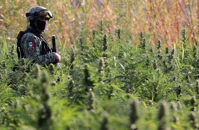 メキシコ軍がマリフアナ畑の一掃作戦を実施…兵士が焼却処分！