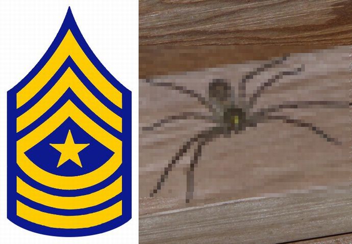 アシダカ軍曹、俺氏の家に赴任なされる！