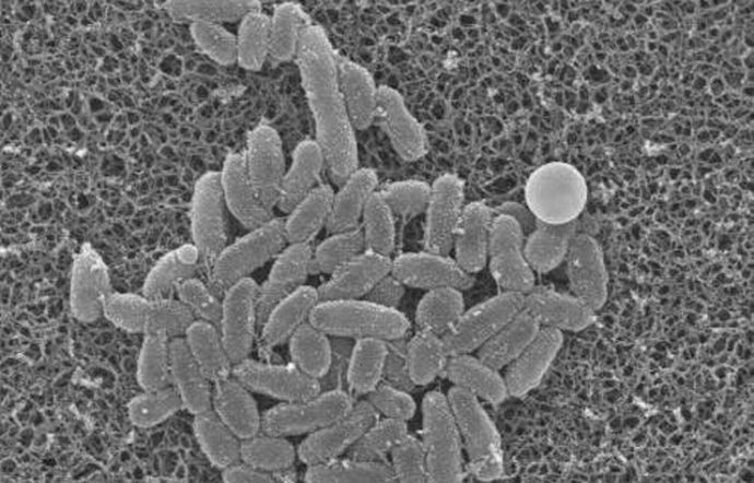 旧陸軍が開発した薬剤「虹波」、百日ぜき患者に投与か…医学誌に記録！