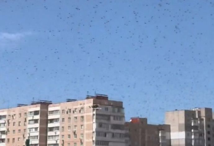 サボリージャでイナゴが大発生、両軍ともドローンが使えず！