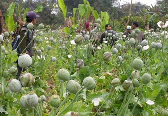 ミャンマーで覚醒剤汚染が深刻、軍事政権の統治及ばず…日本にも流入！