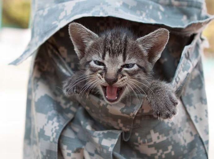 オーストラリア政府「ネコとの戦争」を宣言…野良猫は射殺、飼い猫は外出禁止令！