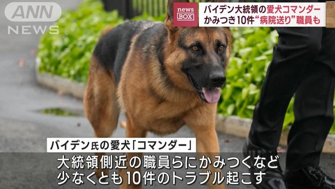 バイデン大統領の愛犬「コマンダー」がシークレットサービスにかみつき病院送りに！