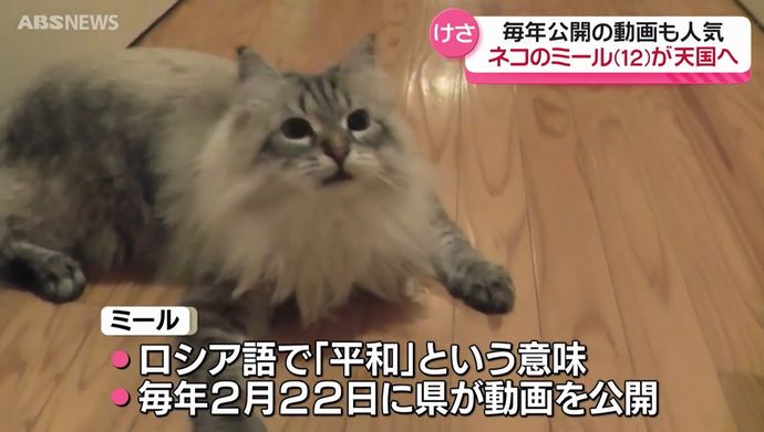 プーチン露大統領から秋田県知事に贈られたシベリア猫「ミール(平和)」が病死…12歳オス！