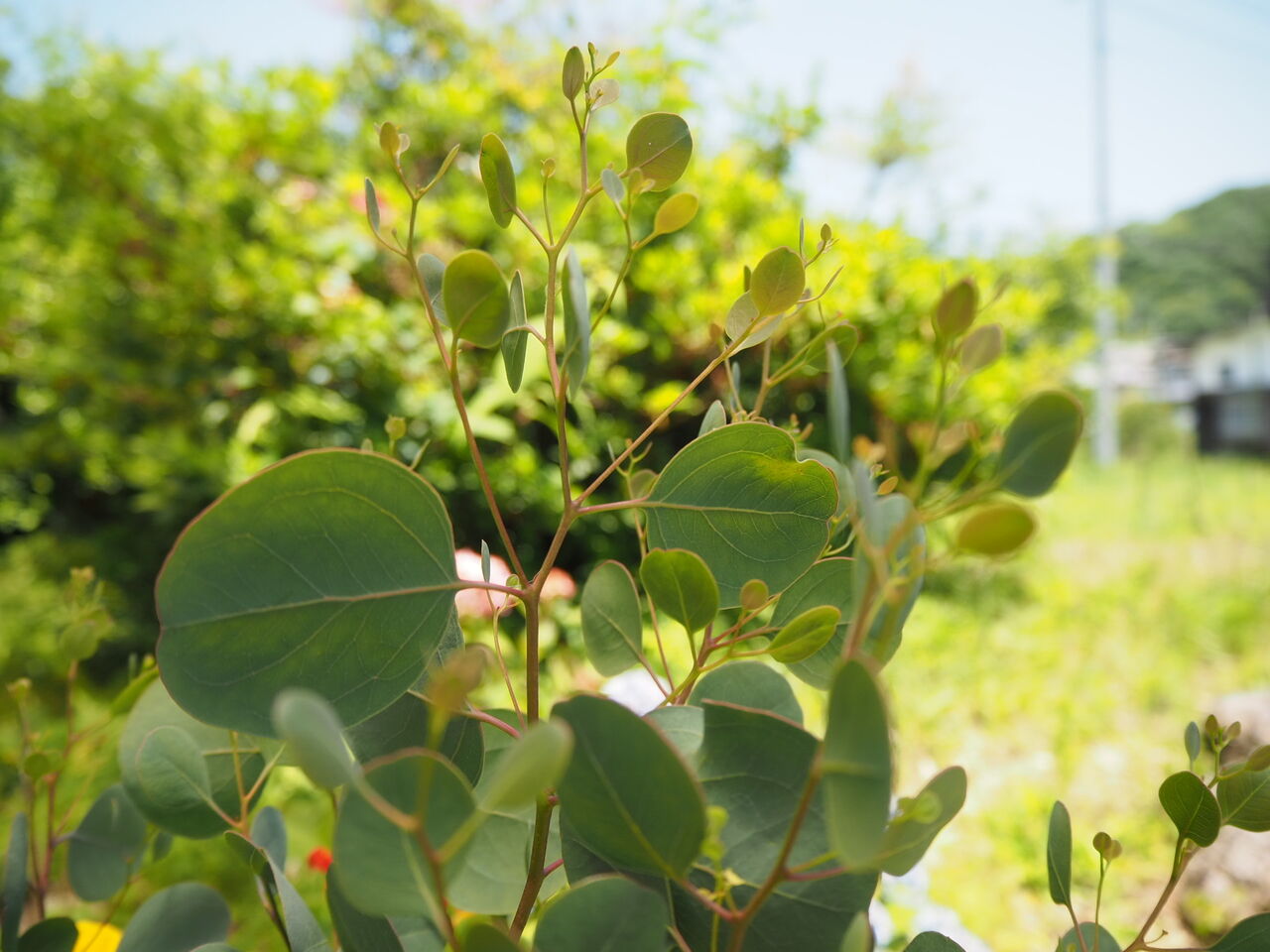 夏休みに 本を読む 本と珈琲 こりおり舎 しまなみ大島