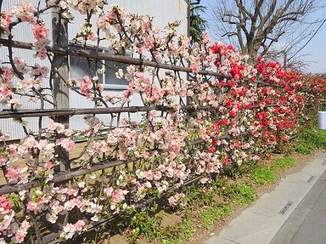 花桃の垣根 コロちゃんの旅日記 花桃の垣根 コロちゃんの旅日記