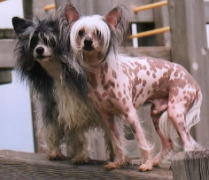 犬や動物など 元気だしてね 犬や動物など 元気だしてね