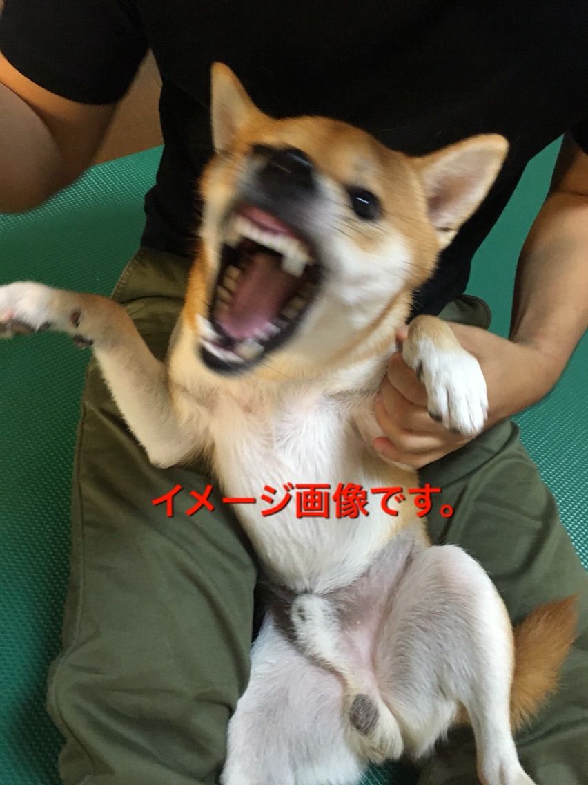 飼い主の危険察知能力 柴犬コロ助のほがらか生活