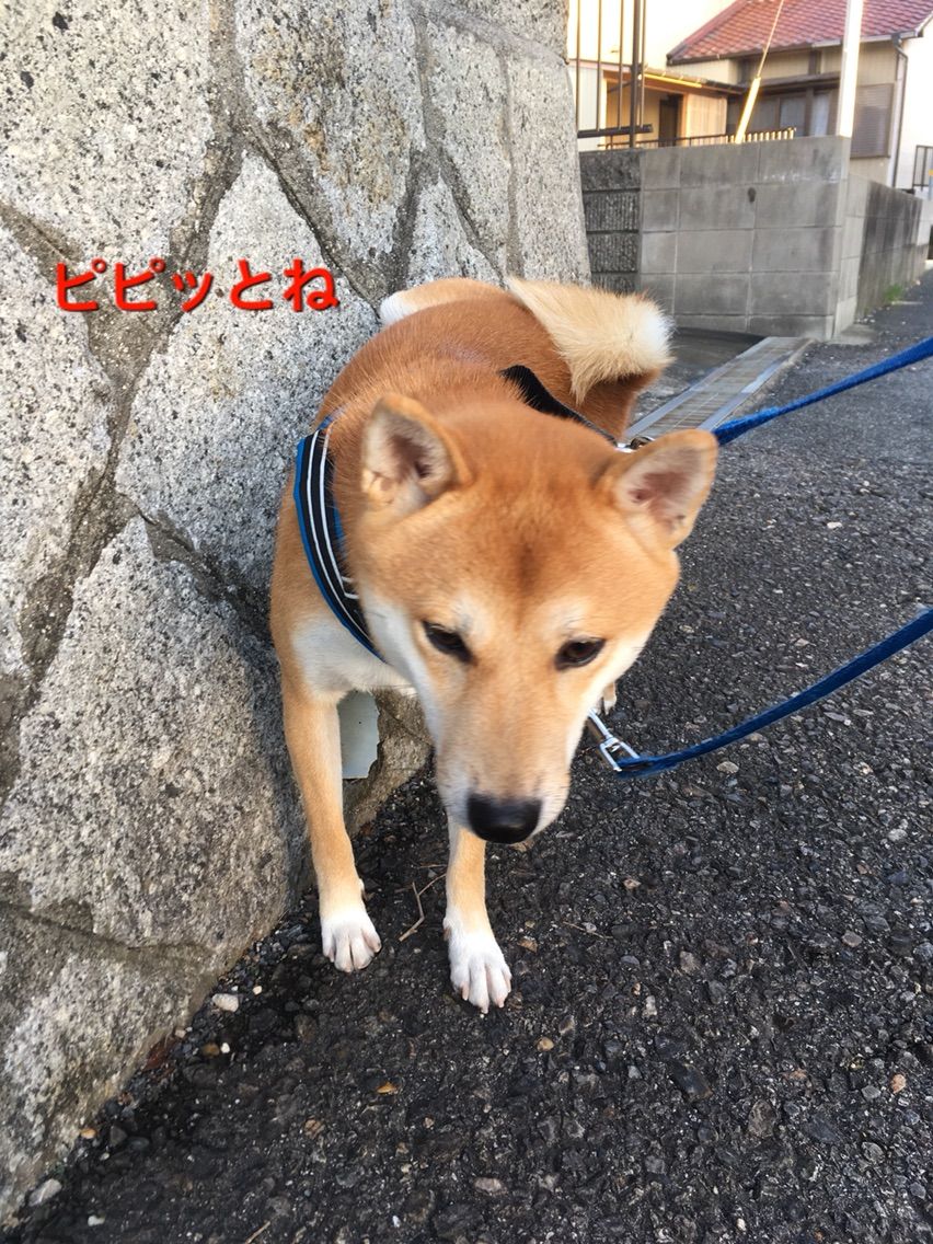 後ろ足を蹴り上げる 柴犬コロ助のほがらか生活 後ろ足を蹴り上げる 柴犬コロ助のほがらか生活