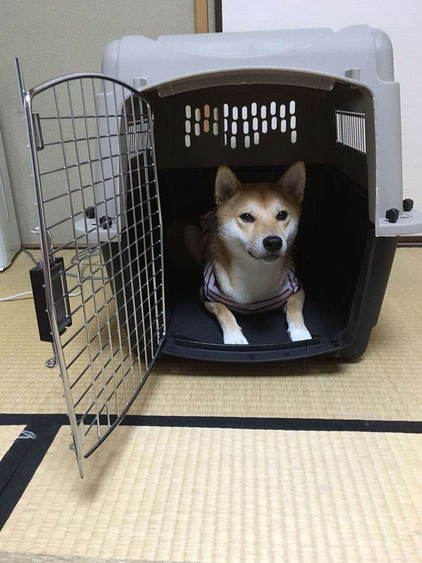そこから エンドテーブル クラシカル バリ ケンネル 柴犬 Cannamour Org そこから エンドテーブル クラシカル バリ ケンネル 柴犬 Cannamour Org