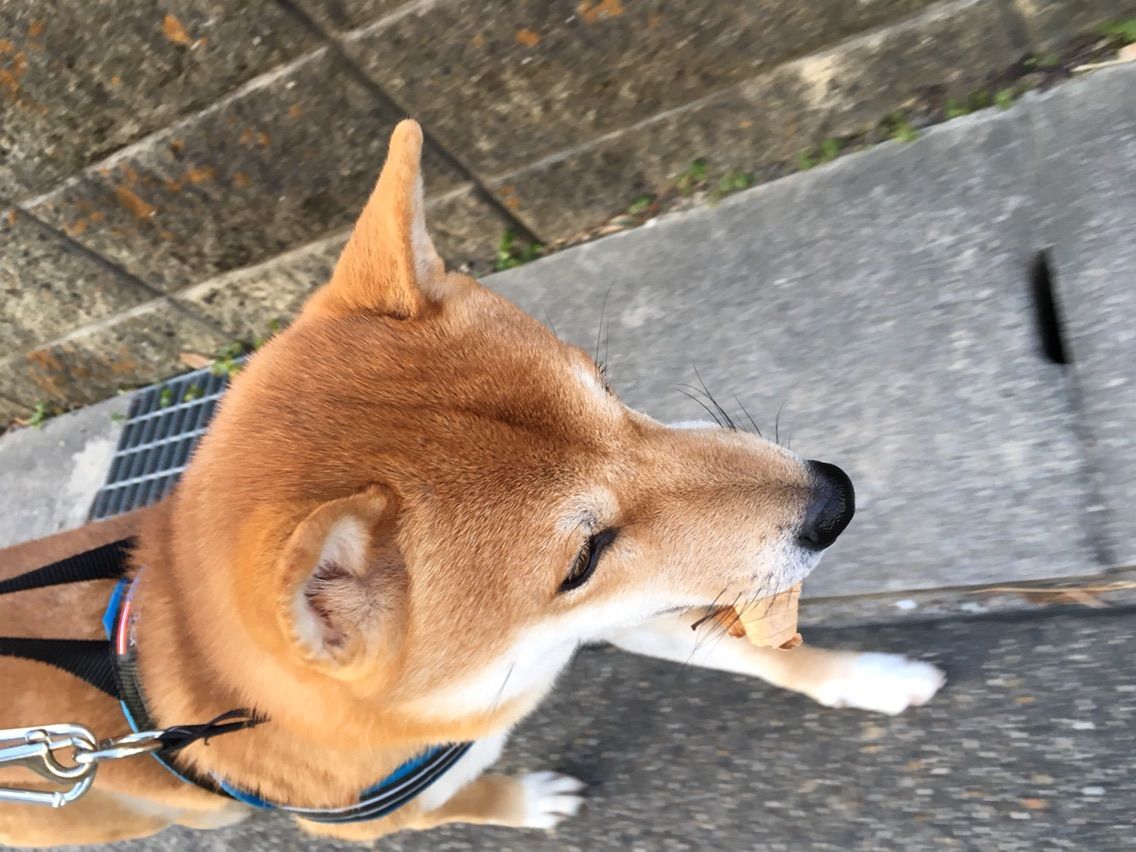 コロ助の葉っぱ遊び 夢はフリスビー犬 柴犬コロ助のほがらか生活 コロ助の葉っぱ遊び 夢はフリスビー犬 柴犬コロ助のほがらか生活