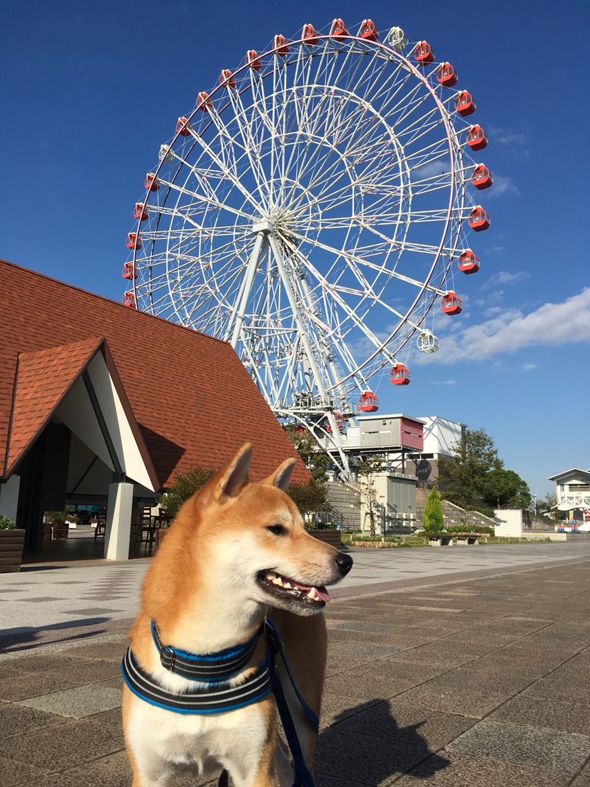 刈谷ハイウェイオアシスでの朝散歩 柴犬コロ助のほがらか生活