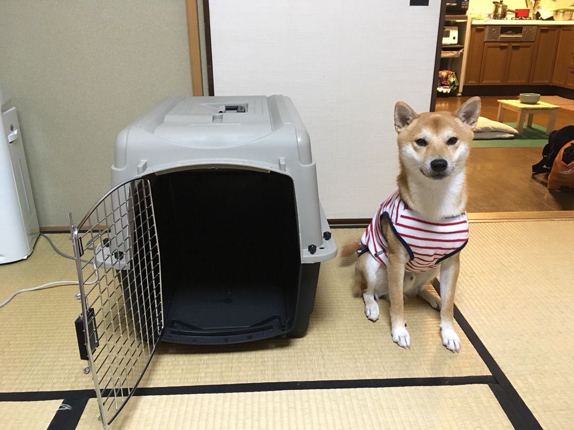 市の中心部 シチリア 霧 バリ ケンネル 柴犬 Stevensonranchtowing Org 市の中心部 シチリア 霧 バリ ケンネル 柴犬 Stevensonranchtowing Org