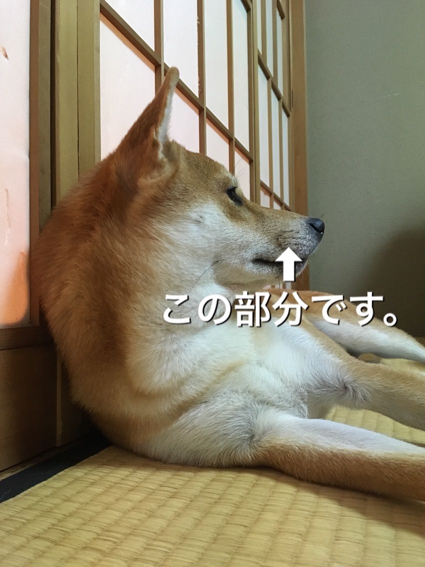 カイカイ 下痢でドッグフード移行中止 柴犬コロ助のほがらか生活