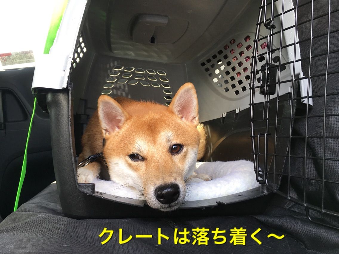 コロ助とのドライブでの二つの大事件 柴犬コロ助のほがらか生活 コロ助とのドライブでの二つの大事件 柴犬コロ助のほがらか生活