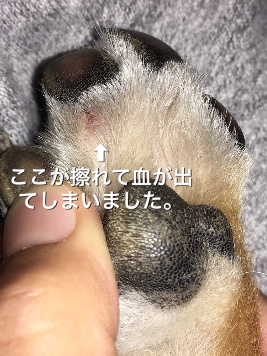 後ろ足を蹴り上げる 柴犬コロ助のほがらか生活 後ろ足を蹴り上げる 柴犬コロ助のほがらか生活