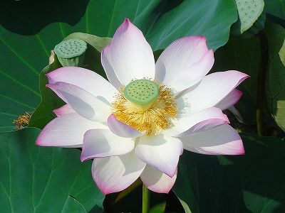 イメージ 6