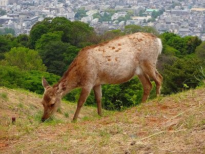 イメージ 4