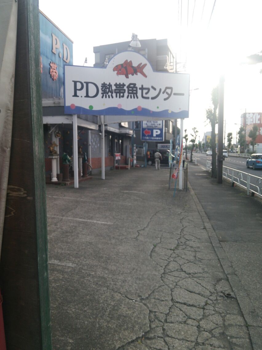 コケ 漆黒の魚雷艇 退治 コリ好きどっとこむ コケ 漆黒の魚雷艇 退治 コリ好きどっとこむ