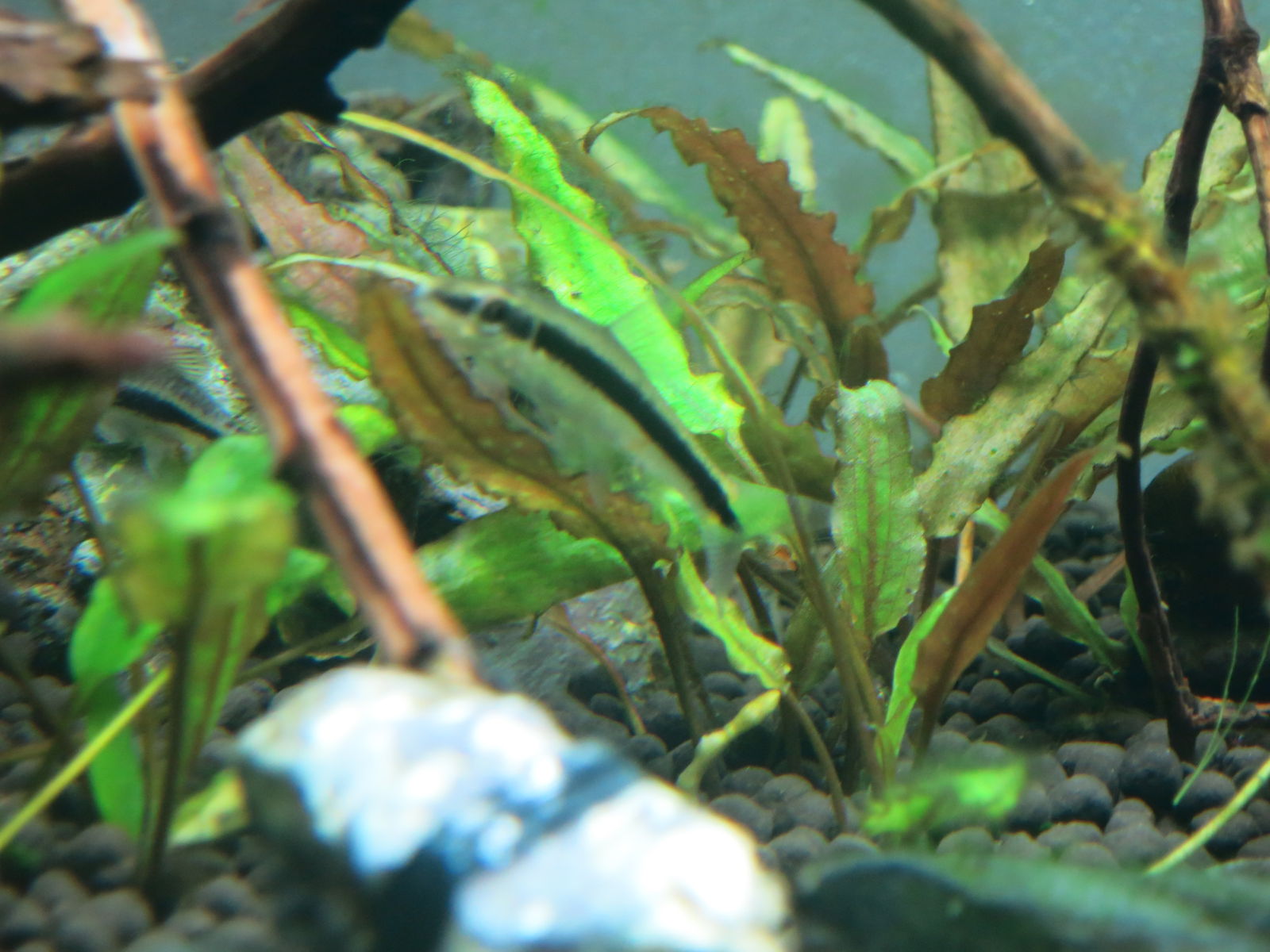 ミツカン コケなんか滅 殺しちゃうぞ Part2 酸っぱい コリ好きどっとこむ