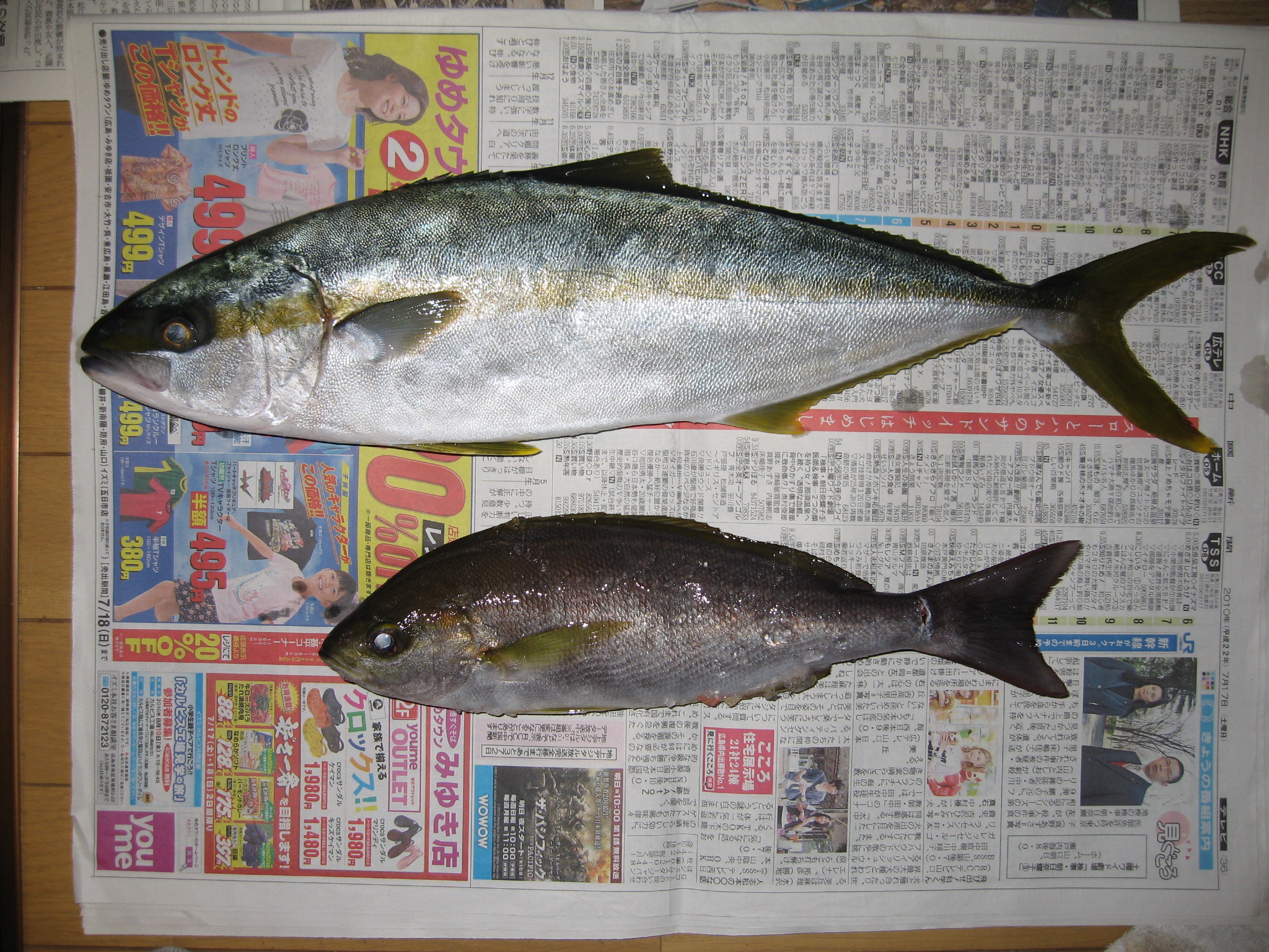 よっちゃんの世直し日記 魚釣り