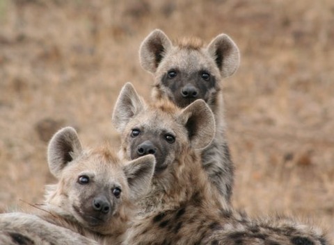 58_hyena_0004