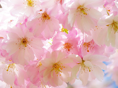 japanese-cherry-trees-6344_640