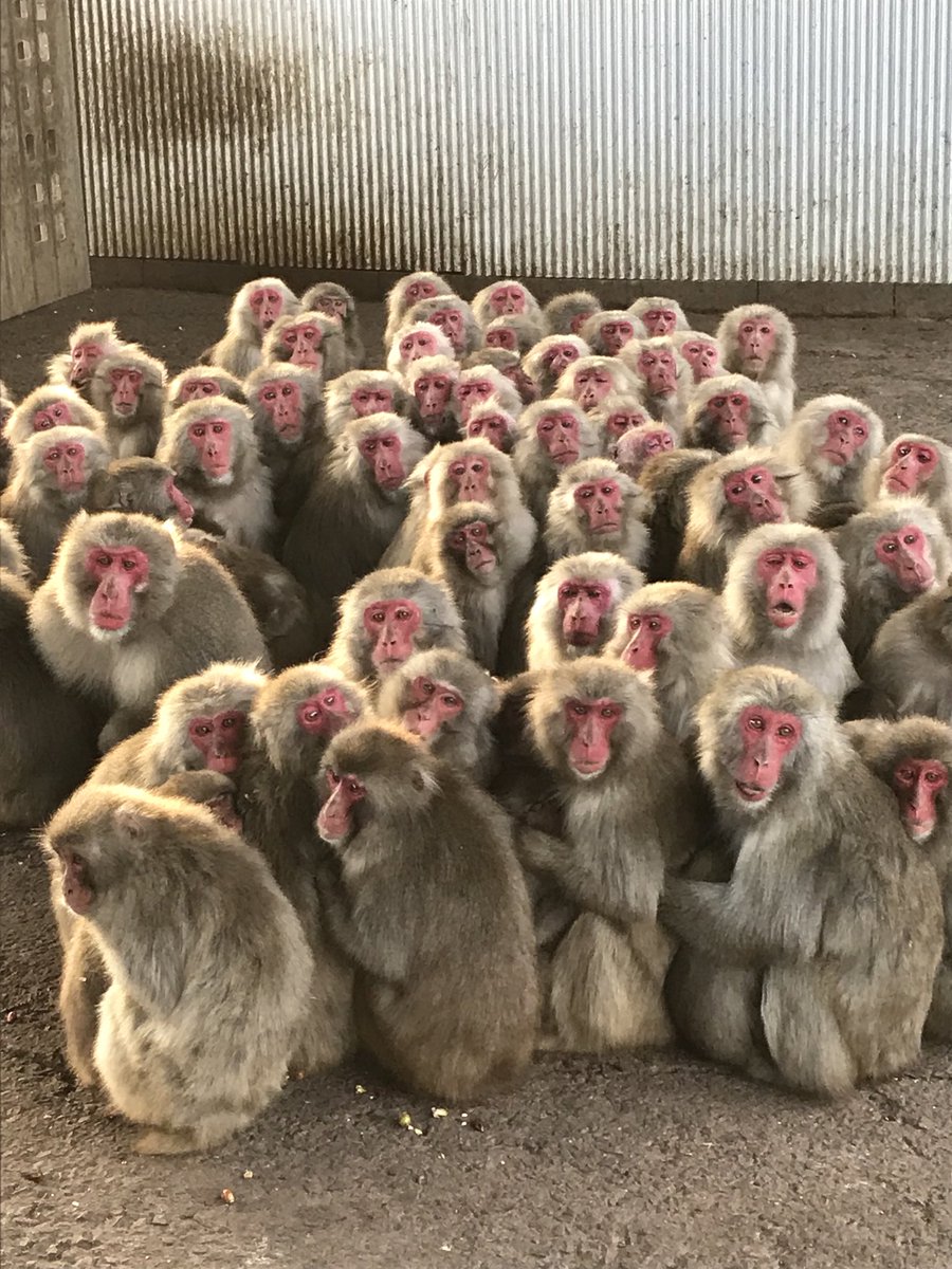 寒風が吹くと猿団子になる小豆島猿 香川県健康管理士会