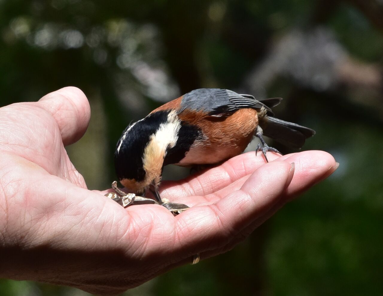 手に乗り餌を啄むヤマカガ 懐かしの写真館 渡邊雅春 手に乗り餌を啄むヤマカガ 懐かしの写真館 渡邊雅春