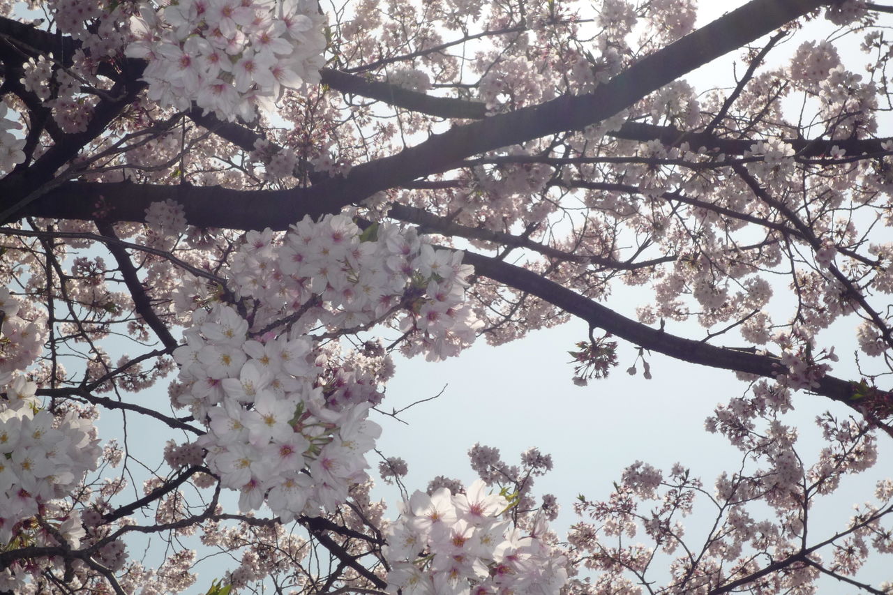 冬に咲く 奇跡の桜 冬のサクラ ある物語 コスモ スピリット