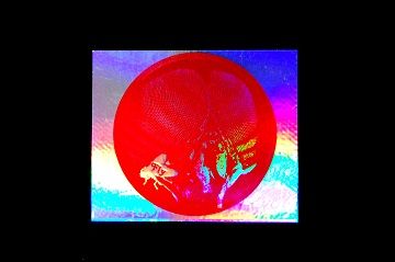 ベタ刷り面( 大 ) | 活版マゼンタ( M )