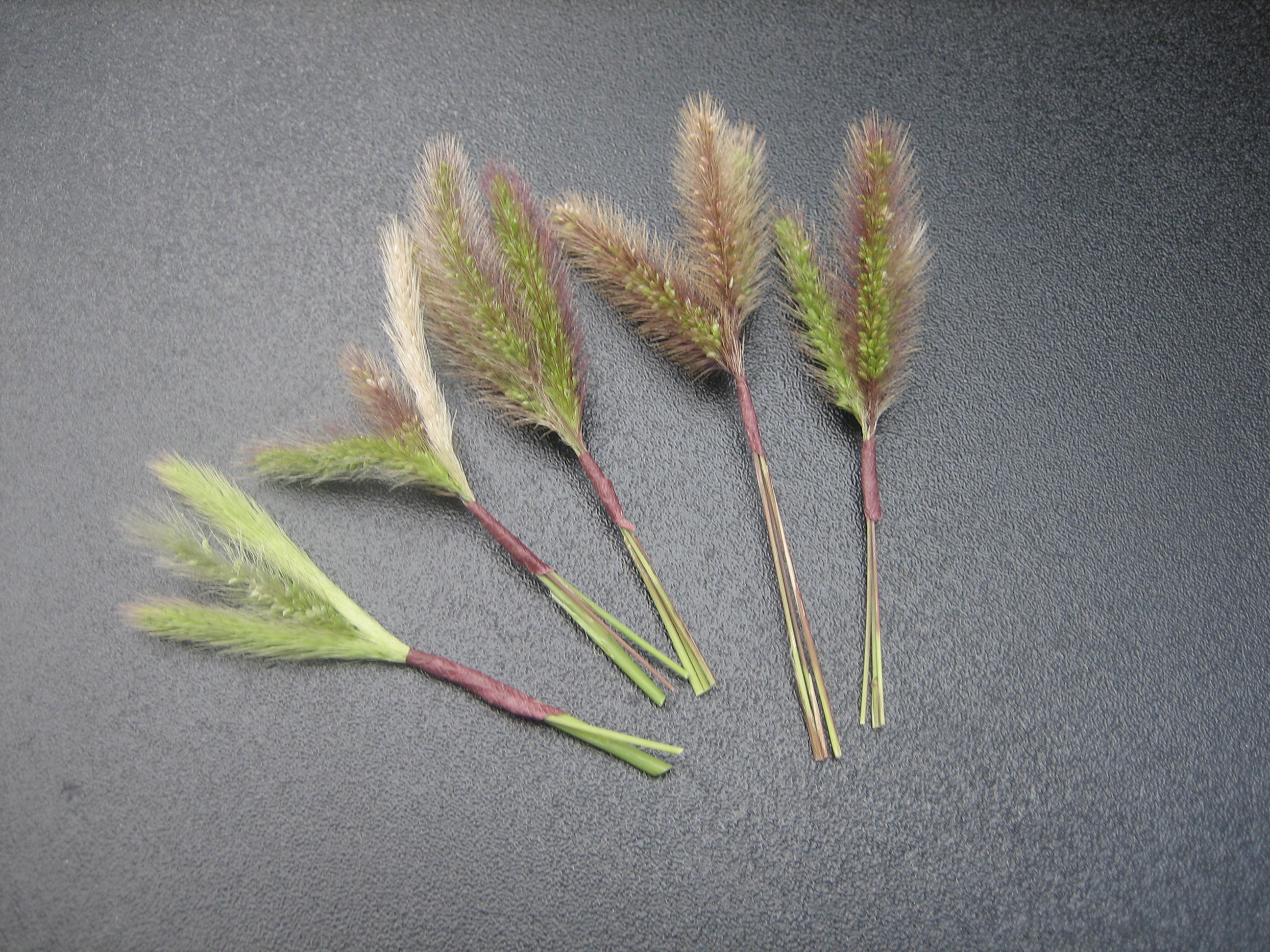 猫じゃらしで作るクリスマスリース 香川深雪の悠游自適