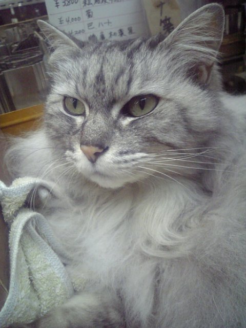金物屋さんの美人猫 香川深雪の悠游自適
