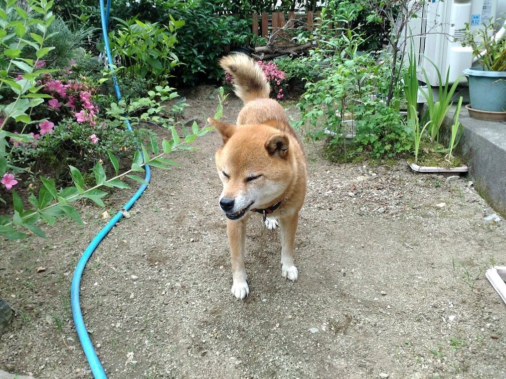 イメージ 4