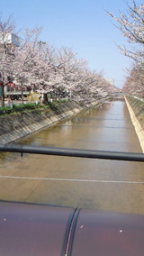 長岡の桜