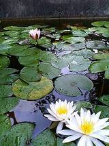 睡蓮2007