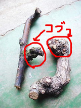 BlogPaint