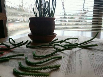 ¥à¥¹¥³¡¼¥µ»¶È±