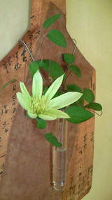 秋のクレマチス