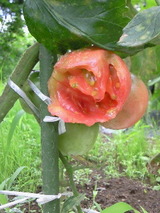 ���̥��ﳲ