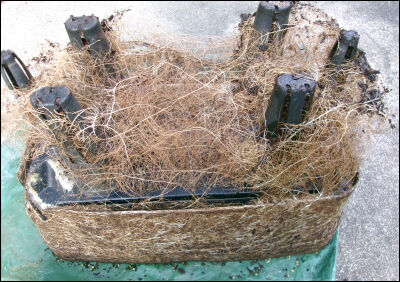 オクラ　2025 (77)圧縮