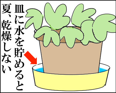 苺ランナー1