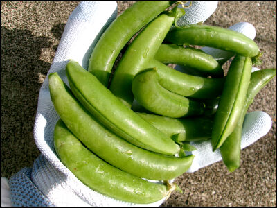 スナップ20本仕立て圧縮　1