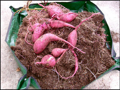 さつま芋　紅はるか　2025　２ (17)圧縮