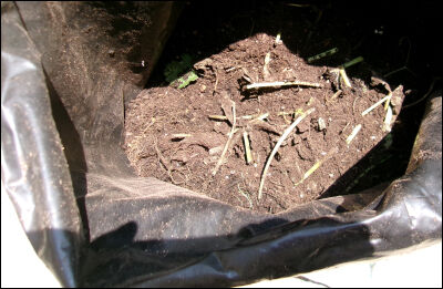 さつま芋　紅はるか　2025 (7)圧縮