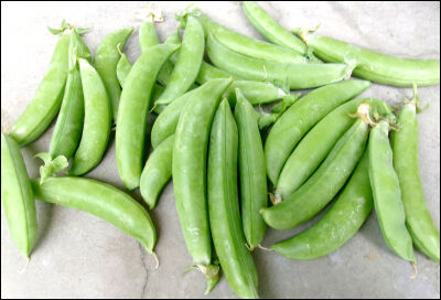 スナップ20本仕立て圧縮　6