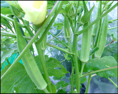 オクラ　2025 (29)圧縮