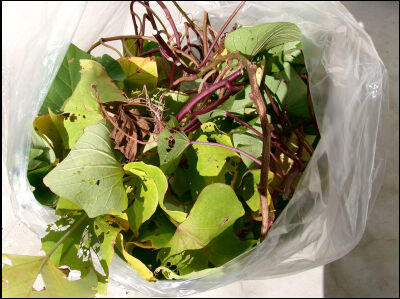 さつま芋　紅はるか　2025　２ (11)圧縮